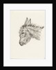 Head of a donkey by Jean Bernard