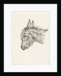 Head of a donkey by Jean Bernard