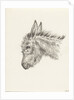 Head of a donkey by Jean Bernard