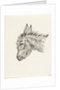 Head of a donkey by Jean Bernard