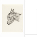 Head of a donkey by Jean Bernard