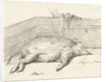Pig lying by Jean Bernard