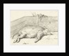Pig lying by Jean Bernard