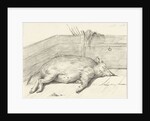 Pig lying by Jean Bernard