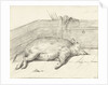 Pig lying by Jean Bernard