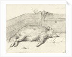 Pig lying by Jean Bernard