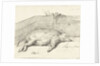 Pig lying by Jean Bernard