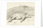 Pig lying by Jean Bernard