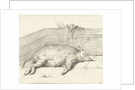 Pig lying by Jean Bernard