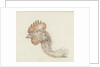 Head of a dead chicken by Jean Bernard