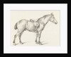 Standing horse by Jean Bernard