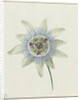 Passion Flower by Jean Bernard