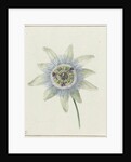 Passion Flower by Jean Bernard