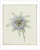 Passion Flower by Jean Bernard