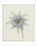 Passion Flower by Jean Bernard