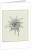 Passion Flower by Jean Bernard