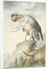Vulture in its beak a sheet of paper by Circle of François Levaillant