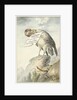 Vulture in its beak a sheet of paper by Circle of François Levaillant