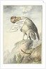 Vulture in its beak a sheet of paper by Circle of François Levaillant