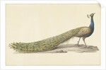 Blue peacock by Pieter Pietersz. Barbiers