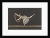 Dancer Annette Kobler by Bartholomeus Ziesenis