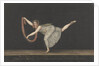 Dancer Annette Kobler by Bartholomeus Ziesenis