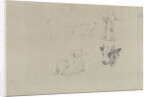 Studies of cows by Gerard Bilders