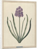 Hyacinth (Charming Violet) by F. Wijandt