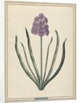 Hyacinth (Charming Violet) by F. Wijandt
