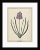 Hyacinth (Charming Violet) by F. Wijandt