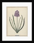 Hyacinth (Charming Violet) by F. Wijandt