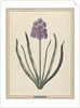 Hyacinth (Charming Violet) by F. Wijandt