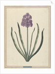 Hyacinth (Charming Violet) by F. Wijandt