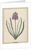 Hyacinth (Charming Violet) by F. Wijandt