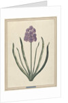 Hyacinth (Charming Violet) by F. Wijandt