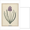 Hyacinth (Charming Violet) by F. Wijandt