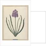Hyacinth (Charming Violet) by F. Wijandt