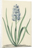 The blue hyacinth Franciscus Primus by Jan Augustini