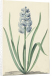 The blue hyacinth Franciscus Primus by Jan Augustini
