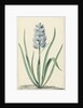 The blue hyacinth Franciscus Primus by Jan Augustini