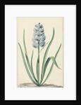 The blue hyacinth Franciscus Primus by Jan Augustini