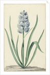 The blue hyacinth Franciscus Primus by Jan Augustini