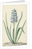 The blue hyacinth Franciscus Primus by Jan Augustini