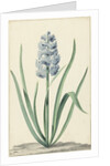 The blue hyacinth Franciscus Primus by Jan Augustini