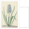 The blue hyacinth Franciscus Primus by Jan Augustini