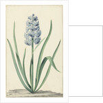 The blue hyacinth Franciscus Primus by Jan Augustini