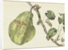 Pear on a branch by Pieter Gevers