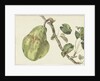 Pear on a branch by Pieter Gevers