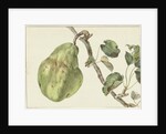 Pear on a branch by Pieter Gevers