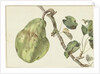 Pear on a branch by Pieter Gevers